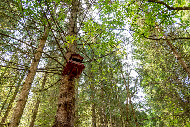 casetta degli gnomi e magia sugli alberi